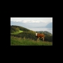 vache dans payasage Suisse copie